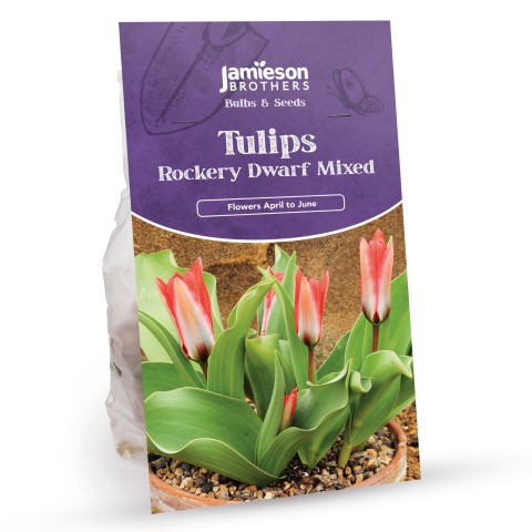 Mixed Rockery Dwarf Tulip Bulbs (64 bulbs) by Jamieson Brothers 