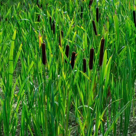 Typha (Typha Latifolia) 1x Spring Planting Bulb | Aquatic Plant Bulb | Plant/Ornamental Grass Bulbs for Planting Now UK | Plant Garden Outdoor