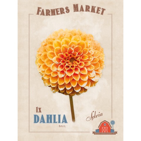 Dahlia Ball Sylvia (1 Bulb) by Jamieson Brothers