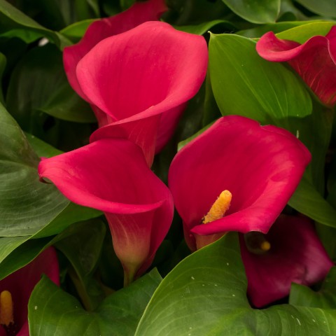 Calla Lily - Red (Zantedeschia Spp.) 2x Spring Planting Flower Bulbs