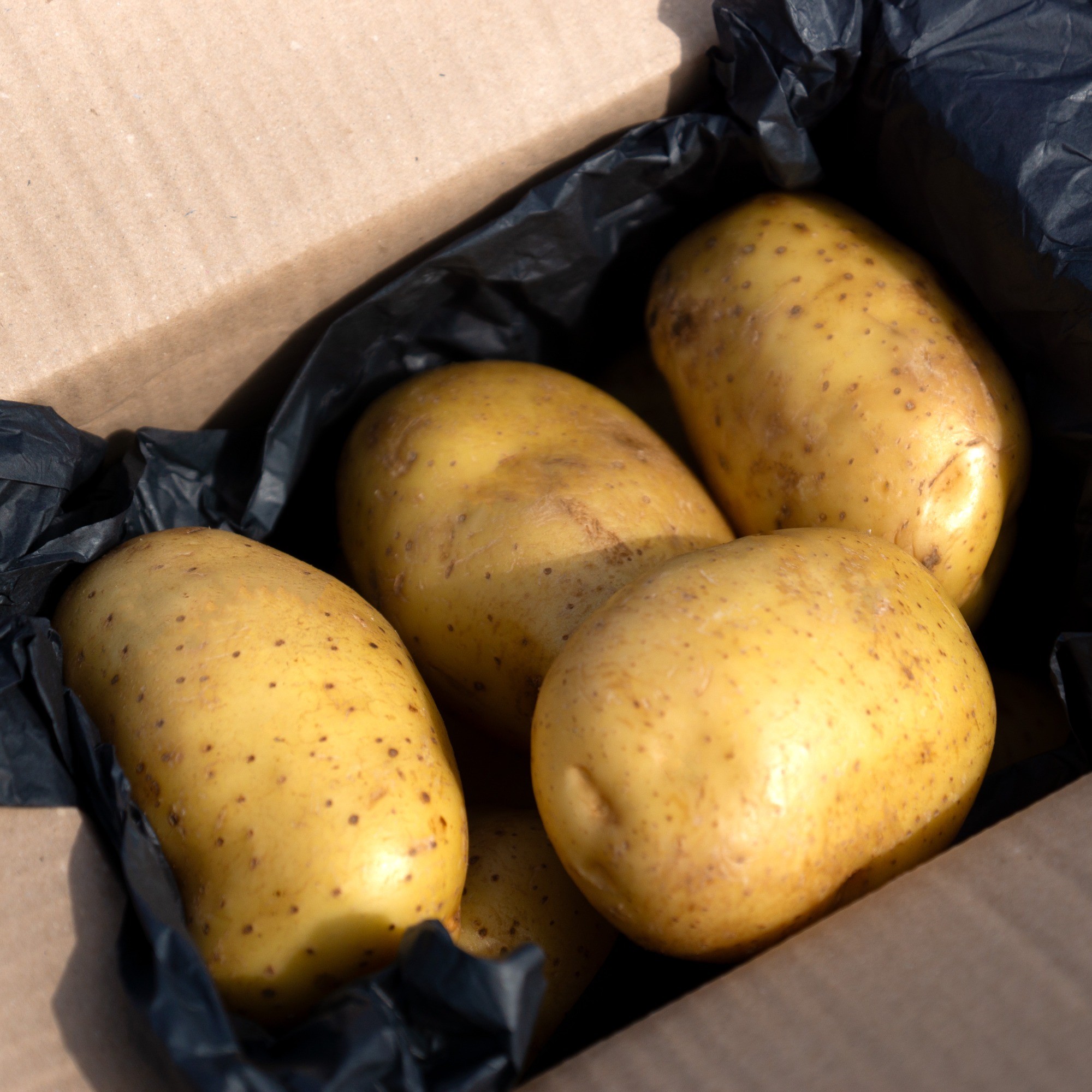 SpudMan Melody Seed Potatoes